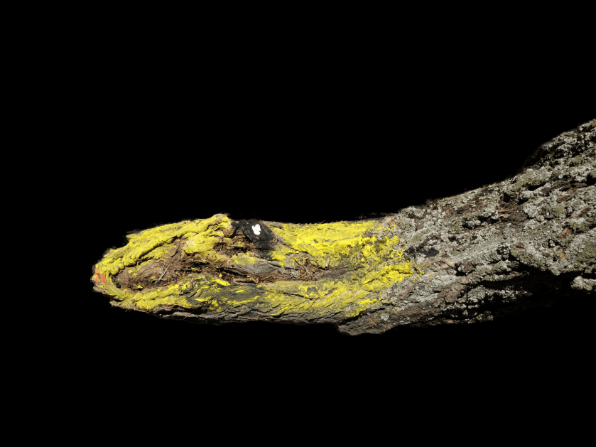 Le radici della fantasia